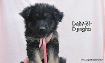 Dabriël-Djingha, ODH pup van 7 wk